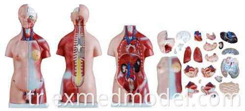 Unisex insan gövdesi Unisex Human Torso